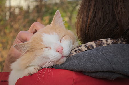 sleeping cat on person's shoulder thumbnail