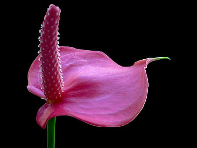 pink anthorium macro photography thumbnail