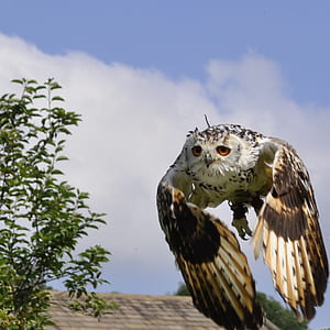 close-up photography of white and brown owl thumbnail