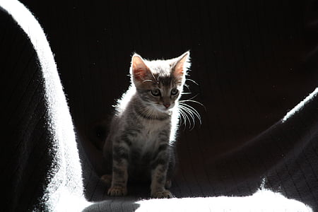 silver tabby kitten on gray surface thumbnail