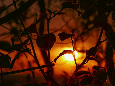 silhouette of leaves during sunset thumbnail