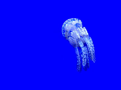 jelly fish floating thumbnail