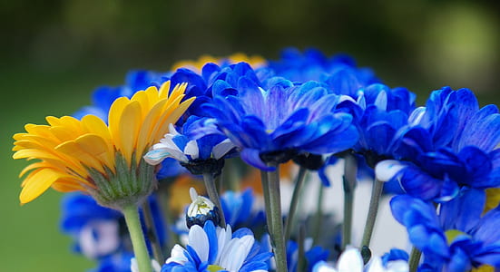 selective focus photo of assorted-color flowers thumbnail