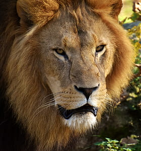 close-up photography of brown lion thumbnail