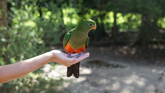 green and orange bird perched on person's palm thumbnail