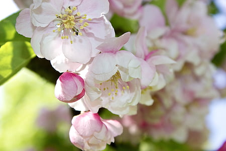 white-and-pink cherry blossom flowers thumbnail