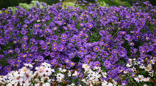 purple-petaled flower thumbnail