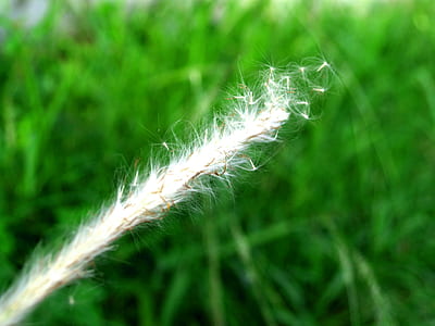 dawn, nature, field, summer thumbnail