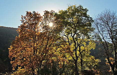 closeup photography of green leaf trees thumbnail