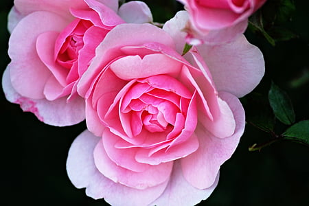 pink flower thumbnail