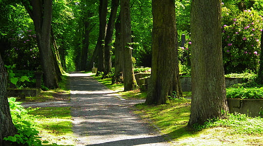 gray pathway between trees near grass field at daytime thumbnail
