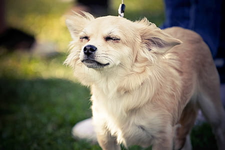 adult fawn Chihuahua on grass field thumbnail