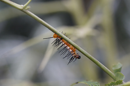 Caterpillar, Butterfly Caterpillar thumbnail