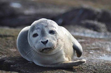 photo of gray sea lion thumbnail