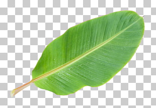 Musa basjoo Banana leaf, Banana leaf , green banana leaf PNG clipart