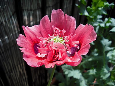 macro photography of pink oriental poppy flower thumbnail