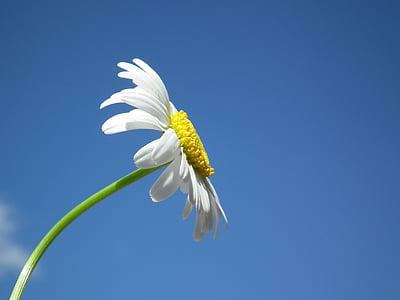 white daisy under clear blue sky thumbnail