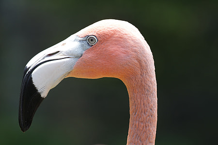 selective focus photography of flamingo thumbnail