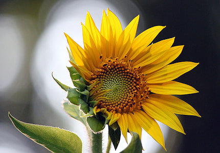 selective photo Sunflower thumbnail