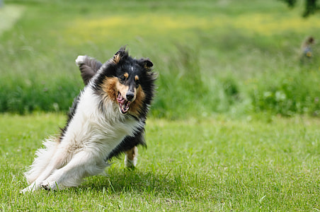tricolor Rough collie running on green grass lawn thumbnail