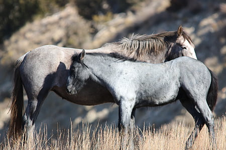 two grey horses on field thumbnail