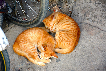 two orange cats lying beside bicycle wheel thumbnail