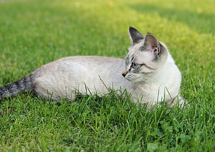 short-coated white and black cat laying on the grass thumbnail
