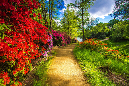 flowers and plants beside brown pathway thumbnail