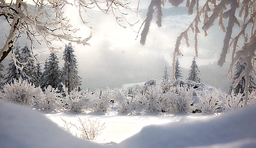 snow capped trees during daytime thumbnail
