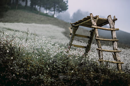brown wooden ladder on white cluster flower field thumbnail