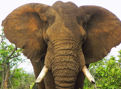 brown elephant photography thumbnail