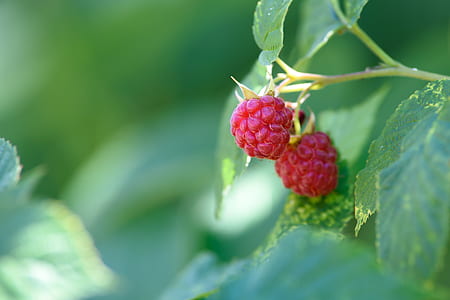 selective focus photography of raspberries thumbnail