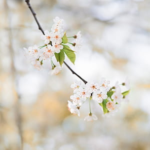 selective focus of white petaled flowers thumbnail