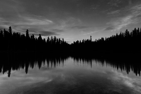 reflective photography of trees reflecting on body of water thumbnail