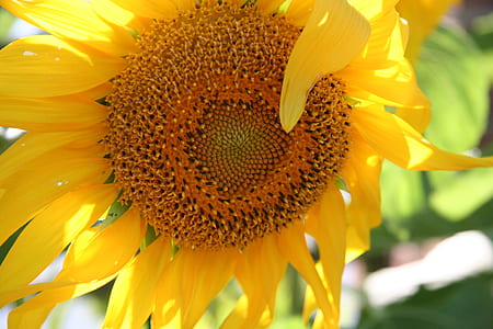 yellow sunflower in bloom thumbnail