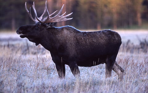brown moose thumbnail