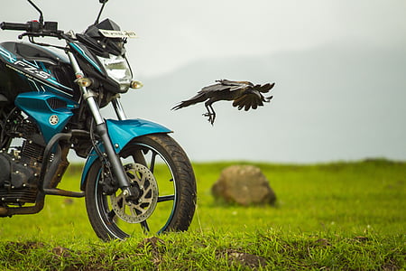 black bird in mid-flight near Yamaha motorcycle thumbnail