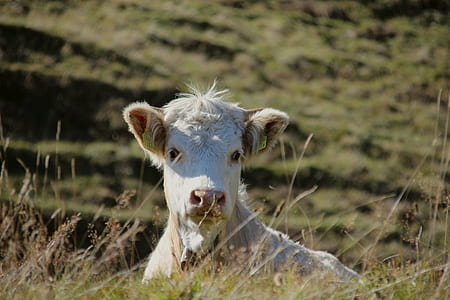 selective focus photo of white cattle thumbnail