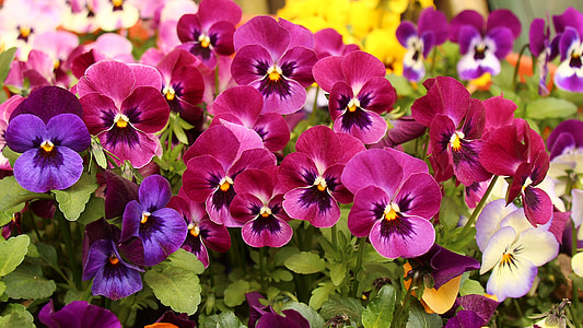 assorted-color flowers thumbnail