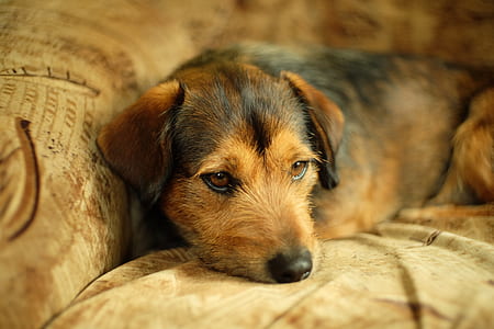 puppy lying on textile thumbnail