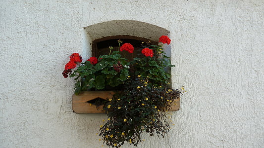 red flowers in bloom on window thumbnail