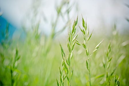 selective photo of green grass thumbnail