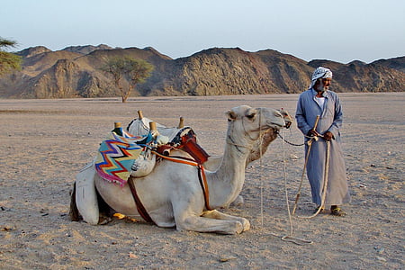 person holding leash of camels thumbnail