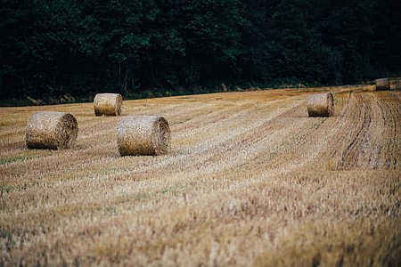 Car trip through fields and forests thumbnail