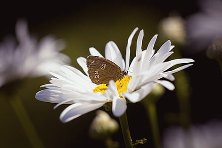 Brown Butterfly on Daisy thumbnail