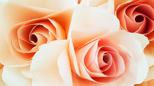 petals, roses, bloom, blossom thumbnail