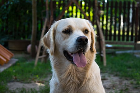 Adult Golden Retriever on Focus Photo thumbnail