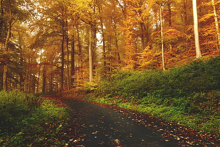 landscape photography of forest trail thumbnail
