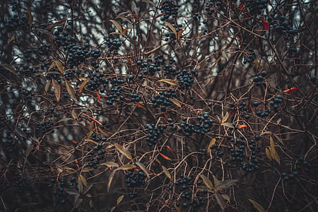 Selective Focus of Berries thumbnail