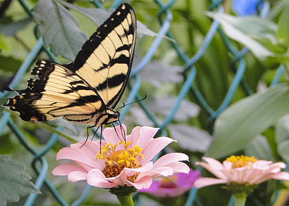 macro shot photography of Tiger Swallowtail Butterfly perched on flower during daytime thumbnail